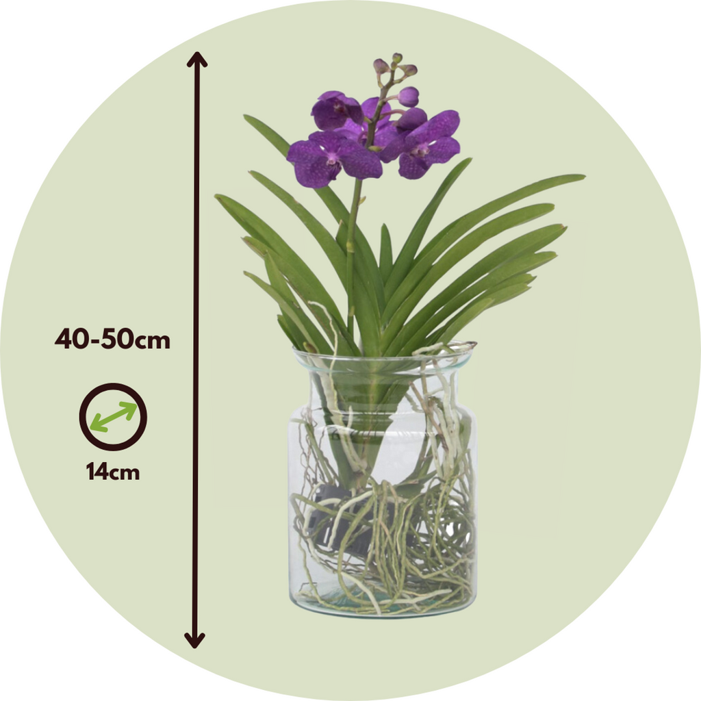 Orhideea Vanda - Vanda 'Blue' - Înălţime 40-50cm - ⌀14cm