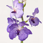 Orhideea Vanda - Vanda 'New Blue' - Înălţime 55-65cm
