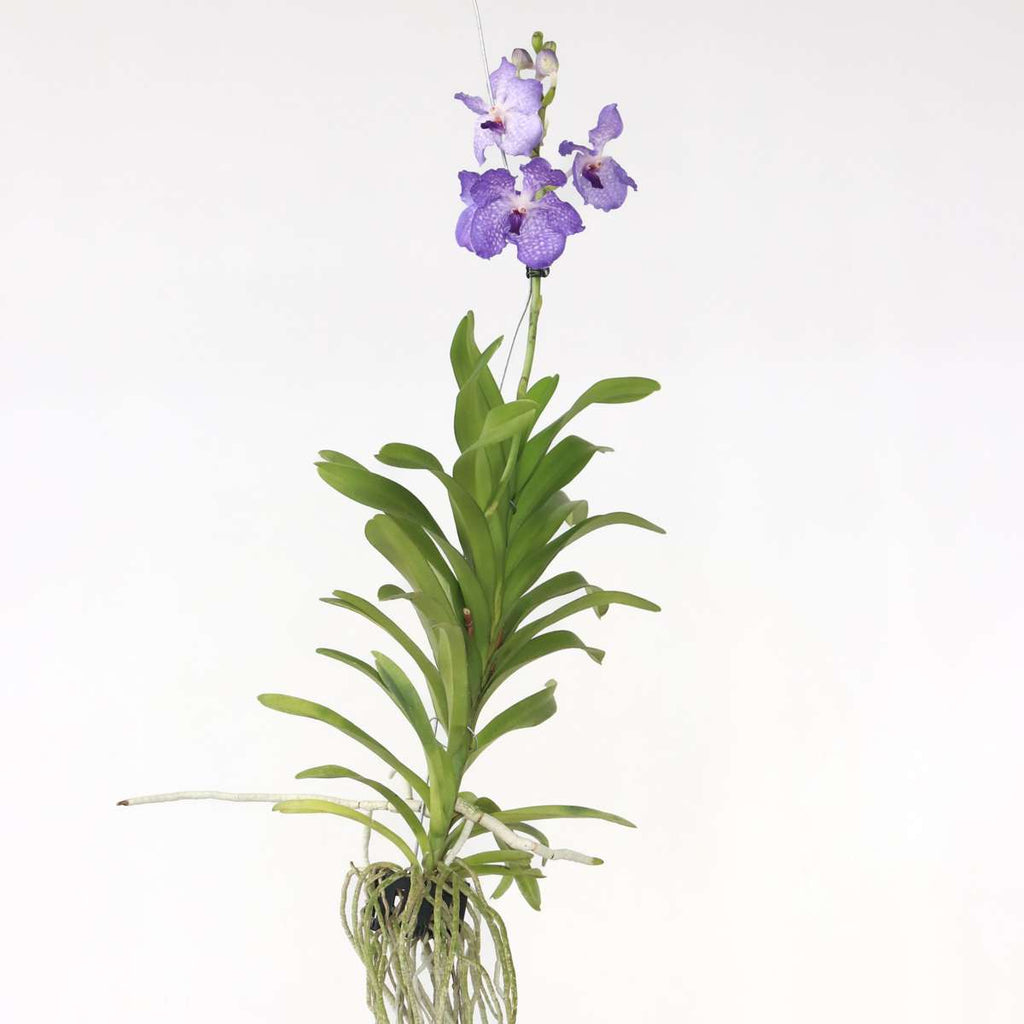 Orhideea Vanda - Vanda 'New Blue' - Înălţime 55-65cm