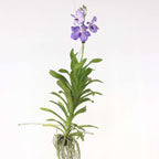 Orhideea Vanda - Vanda 'New Blue' - Înălţime 55-65cm