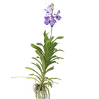 Orhideea Vanda - Vanda 'New Blue' - Înălţime 55-65cm