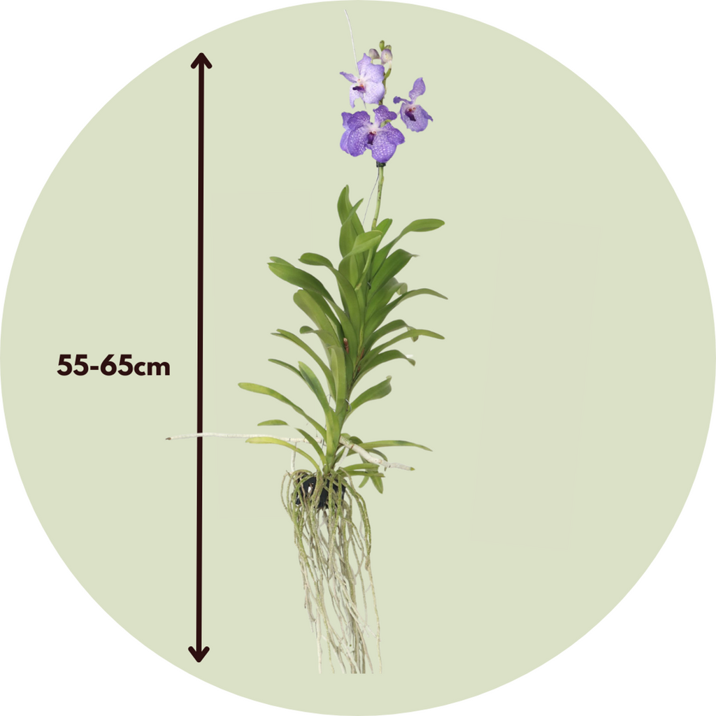 Orhideea Vanda - Vanda 'New Blue' - Înălţime 55-65cm
