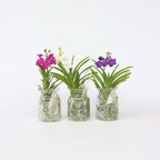 Orhideea Vanda - Vanda 'White' - Înălţime 40-50cm - ⌀14cm