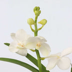 Orhideea Vanda - Vanda 'White' - Înălţime 40-50cm - ⌀14cm