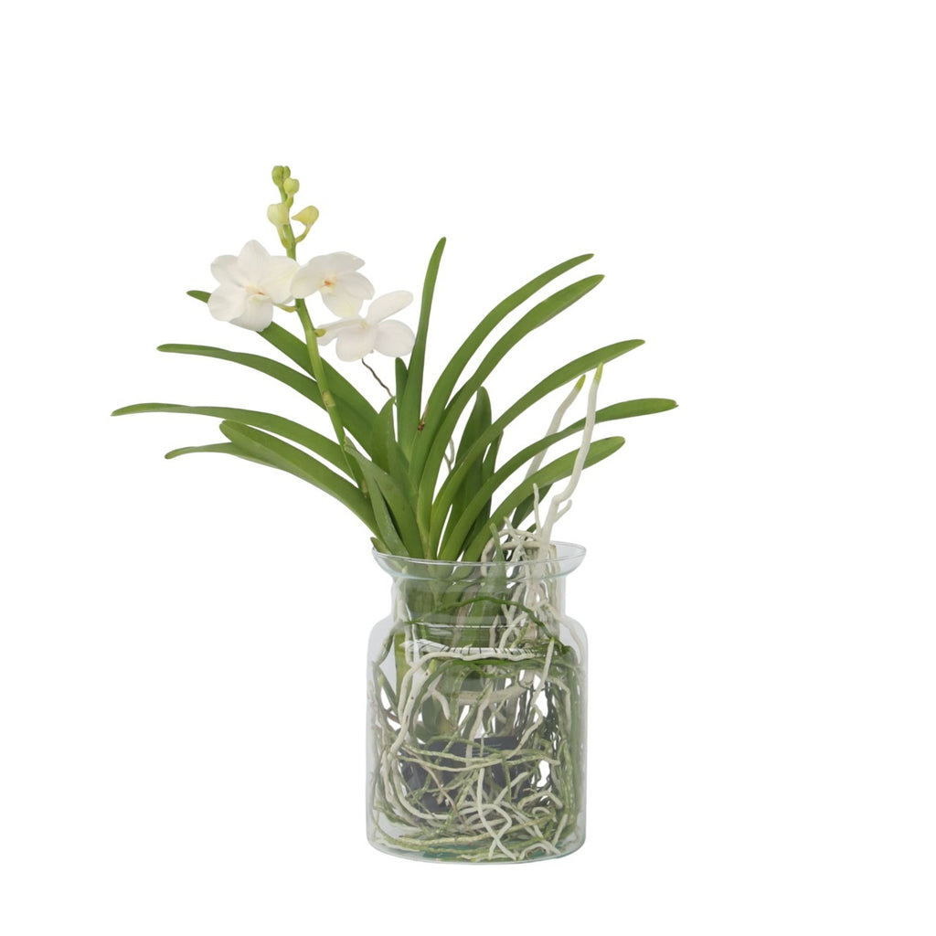 Orhideea Vanda - Vanda 'White' - Înălţime 40-50cm - ⌀14cm