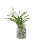 Orhideea Vanda - Vanda 'White' - Înălţime 40-50cm - ⌀14cm