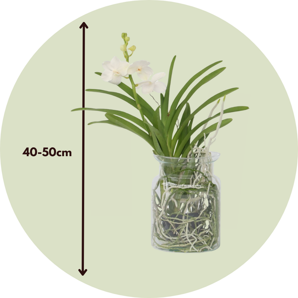 Orhideea Vanda - Vanda 'White' - Înălţime 40-50cm - ⌀14cm