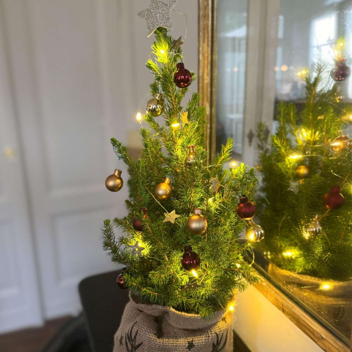 Mini-brad cu sac-de-iută – Picea glauca Conica – 55–65cm – ⌀15cm