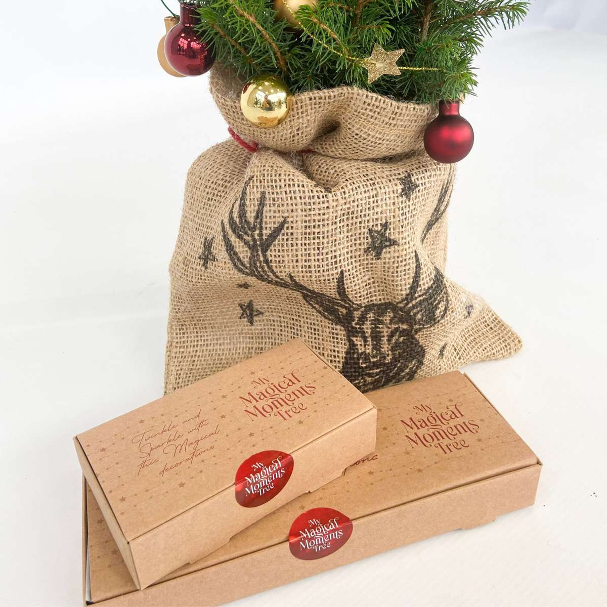 Mini-brad cu sac-de-iută – Picea glauca Conica – 55–65cm – ⌀15cm