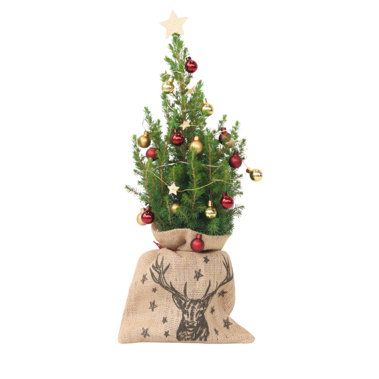 Mini-brad cu sac-de-iută – Picea glauca Conica – 55–65cm – ⌀15cm