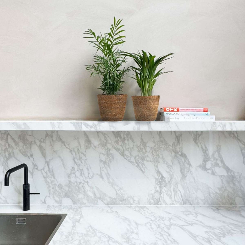 Mici Dypsis și Chamaedorea - Set de 2 cu coș - Înălțime 25-40cm - ⌀12cm