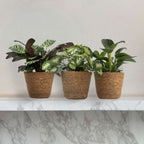 Mix pentru interior acasă - 3 buc - Înălţime 25-40cm - ⌀12cm