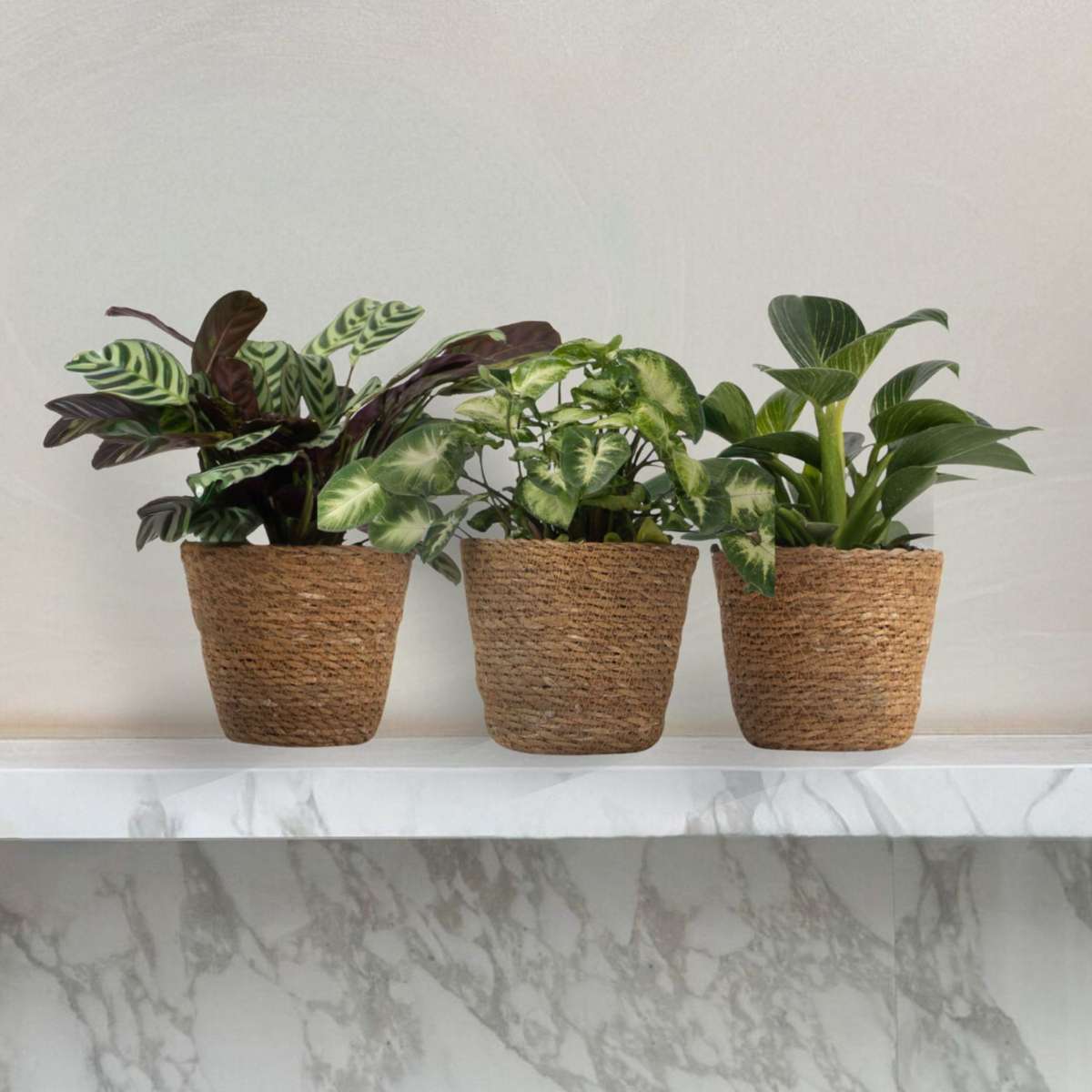 Set de 3 plante cu coșuri - Înălțime 25-40cm - ⌀12cm