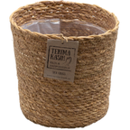 Plante purificatoare de aer - 5 buc - Include coș - Înălţime 25-40cm - ⌀12cm