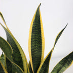 Limba soacrei - Sansevieria trifasciata Laurentii - Înălţime 40-50cm - ⌀14cm