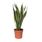 Limba soacrei - Sansevieria trifasciata Laurentii - Înălţime 40-50cm - ⌀14cm