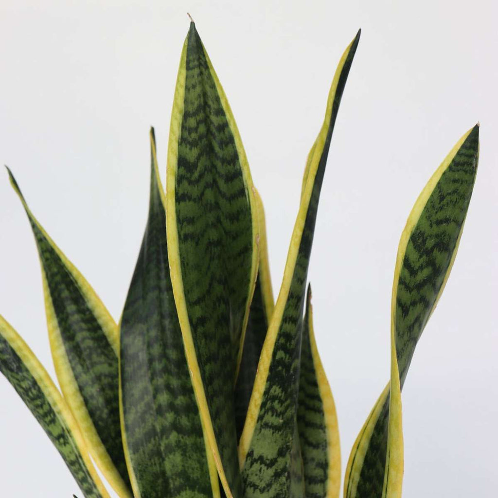 Limba soacrei - Sansevieria trifasciata Laurentii - Înălţime 60-70cm - ⌀17cm