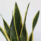 Limba soacrei - Sansevieria trifasciata Laurentii - Înălţime 60-70cm - ⌀17cm