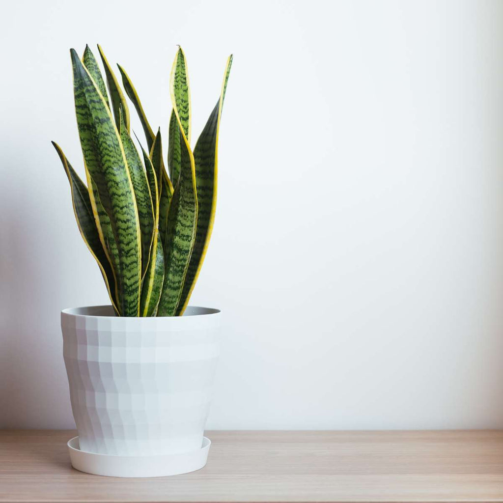 Limba soacrei - Sansevieria trifasciata Laurentii - Înălţime 40-50cm - ⌀14cm