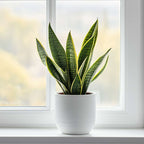 Limba soacrei - Sansevieria trifasciata Laurentii - Înălţime 65-75cm - ⌀21cm