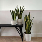 Limba soacrei - Sansevieria trifasciata Laurentii - Înălţime 65-75cm - ⌀21cm