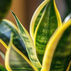 Limba soacrei - Sansevieria trifasciata Laurentii - Înălţime 65-75cm - ⌀21cm