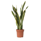 Limba soacrei - Sansevieria trifasciata Laurentii - Înălţime 65-75cm - ⌀21cm