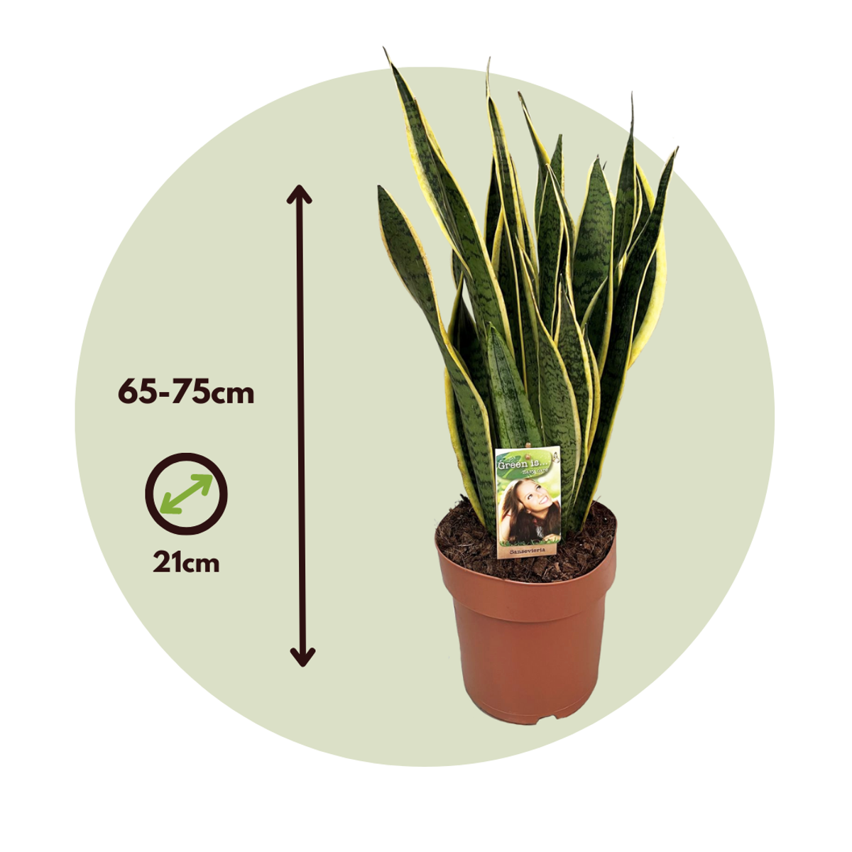 Limba soacrei - Sansevieria trifasciata Laurentii - Înălţime 65-75cm - ⌀21cm