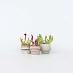 Planta ulcior - 6 buc - Sarracenia purpurea - Înălţime 15-20cm - ⌀6cm