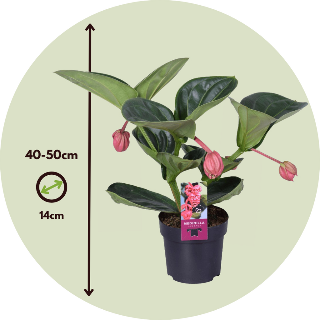 Floarea Regelui - Medinilla magnifica - Înălţime 40-50cm - ⌀14cm