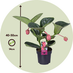Floarea Regelui - Medinilla magnifica - Înălţime 40-50cm - ⌀14cm