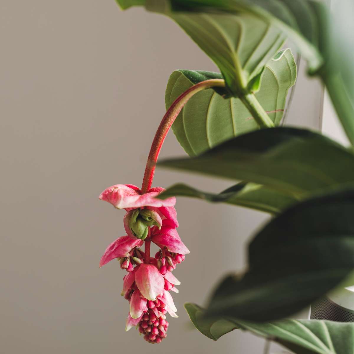 Floarea Regelui - Medinilla magnifica - Înălţime 55-60cm - ⌀17cm