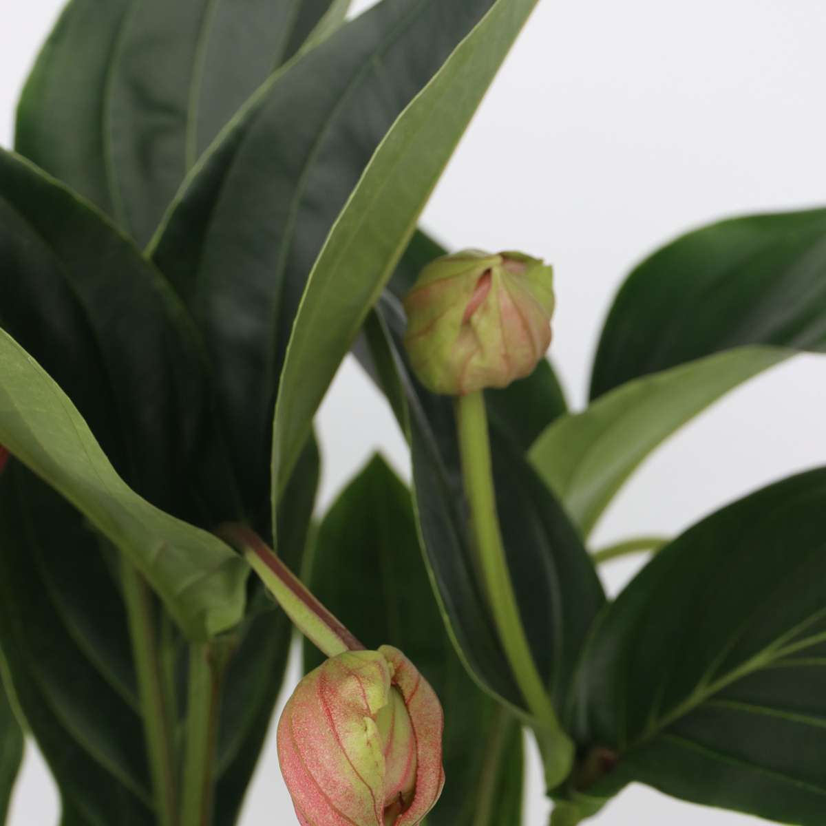 Floarea Regelui - Medinilla magnifica - Înălţime 55-60cm - ⌀17cm