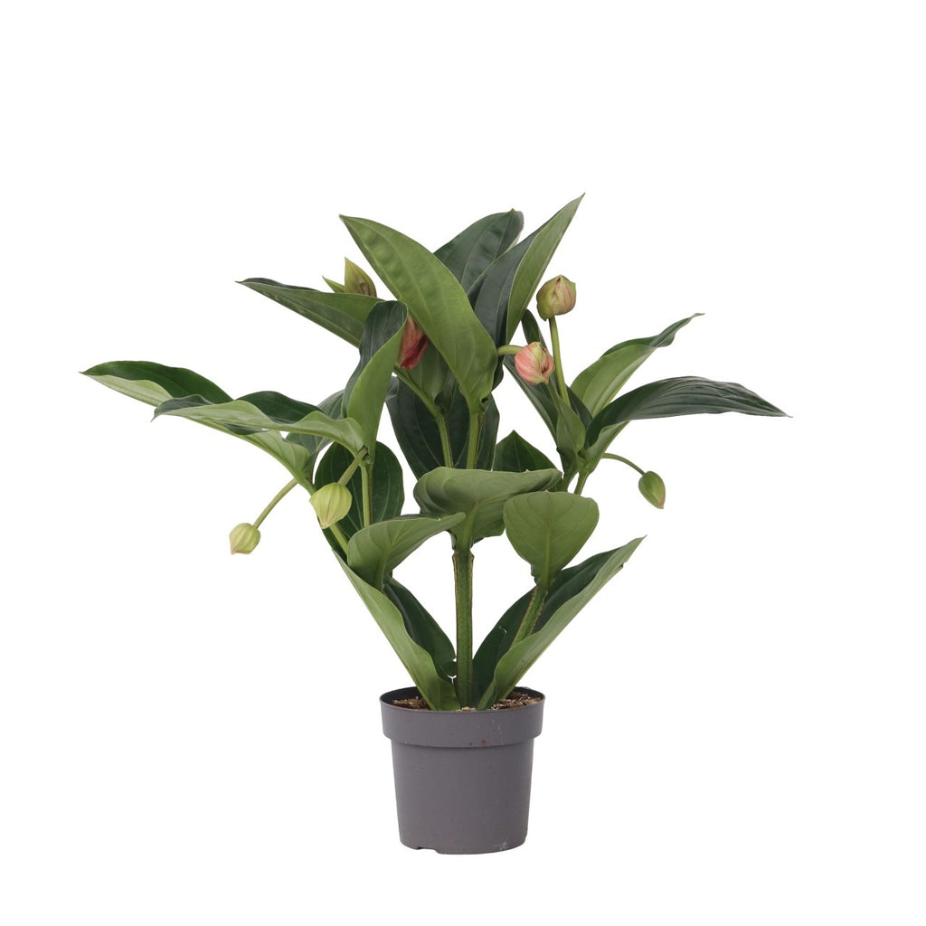 Floarea Regelui - Medinilla magnifica - Înălţime 55-60cm - ⌀17cm