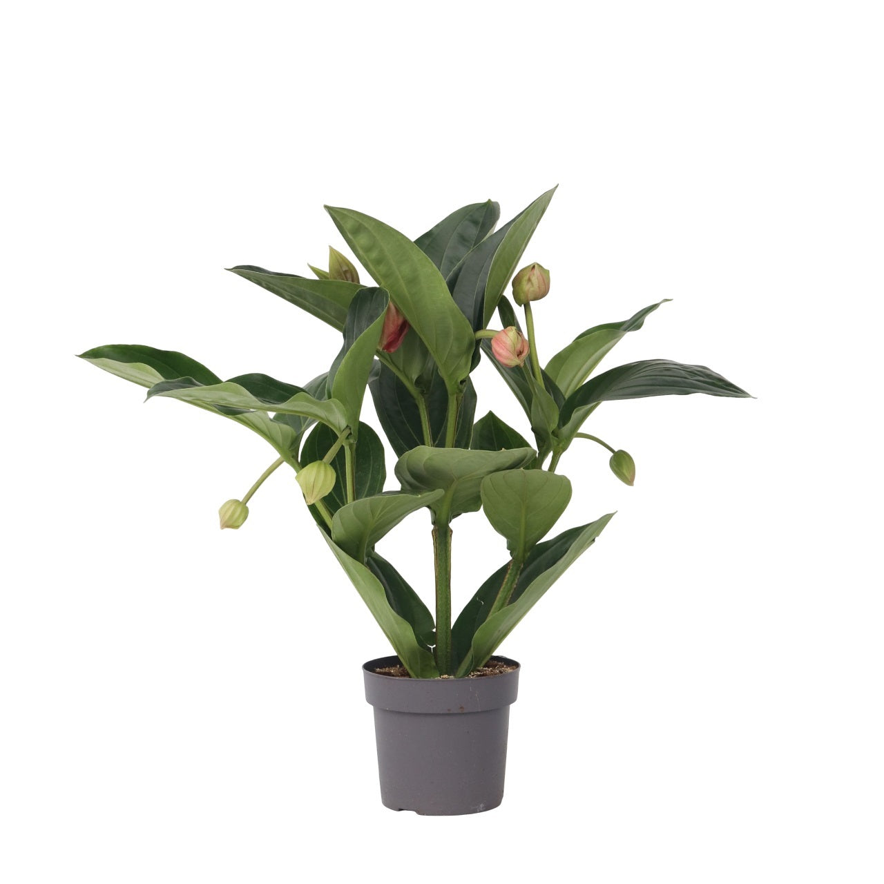 Floarea Regelui - Medinilla magnifica - Înălţime 55-60cm - ⌀17cm