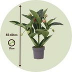 Floarea Regelui - Medinilla magnifica - Înălţime 55-60cm - ⌀17cm