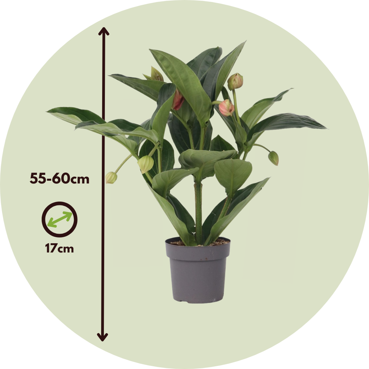 Floarea Regelui - Medinilla magnifica - Înălţime 55-60cm - ⌀17cm