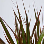 Dracena - Dracaena marginata 'Magenta' - Înălţime 110-130cm - ⌀24cm