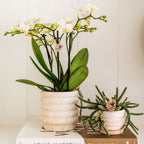 Set cadou orhidee 'Marble S' - Phalaenopsis - Înălțime 30cm