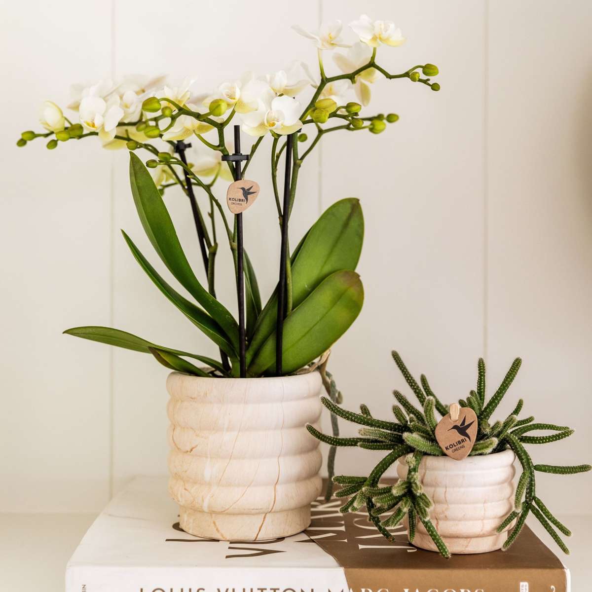 Set cadou orhidee 'Marble S' - Phalaenopsis - Înălțime 30cm