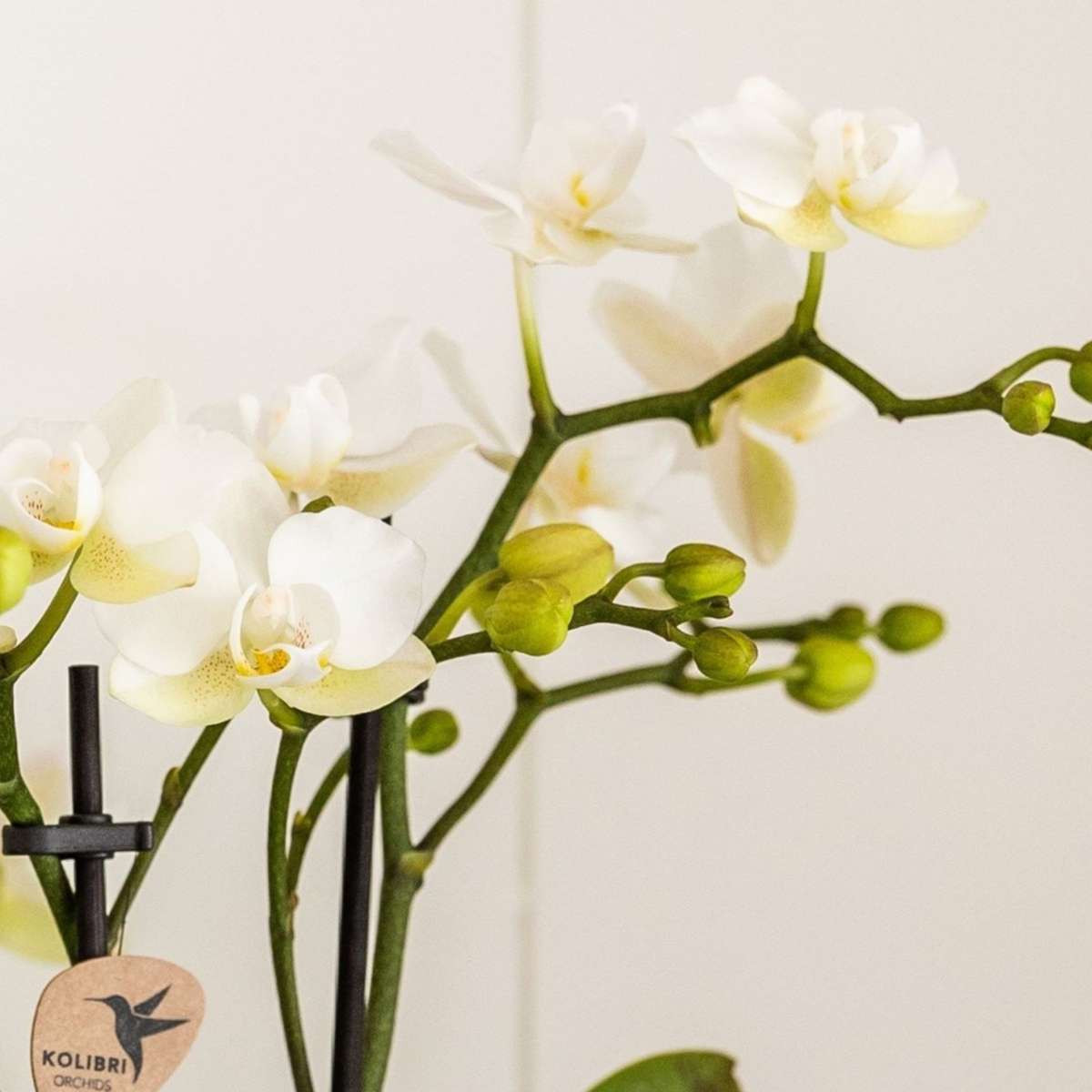 Set cadou orhidee 'Marble S' - Phalaenopsis - Înălțime 30cm
