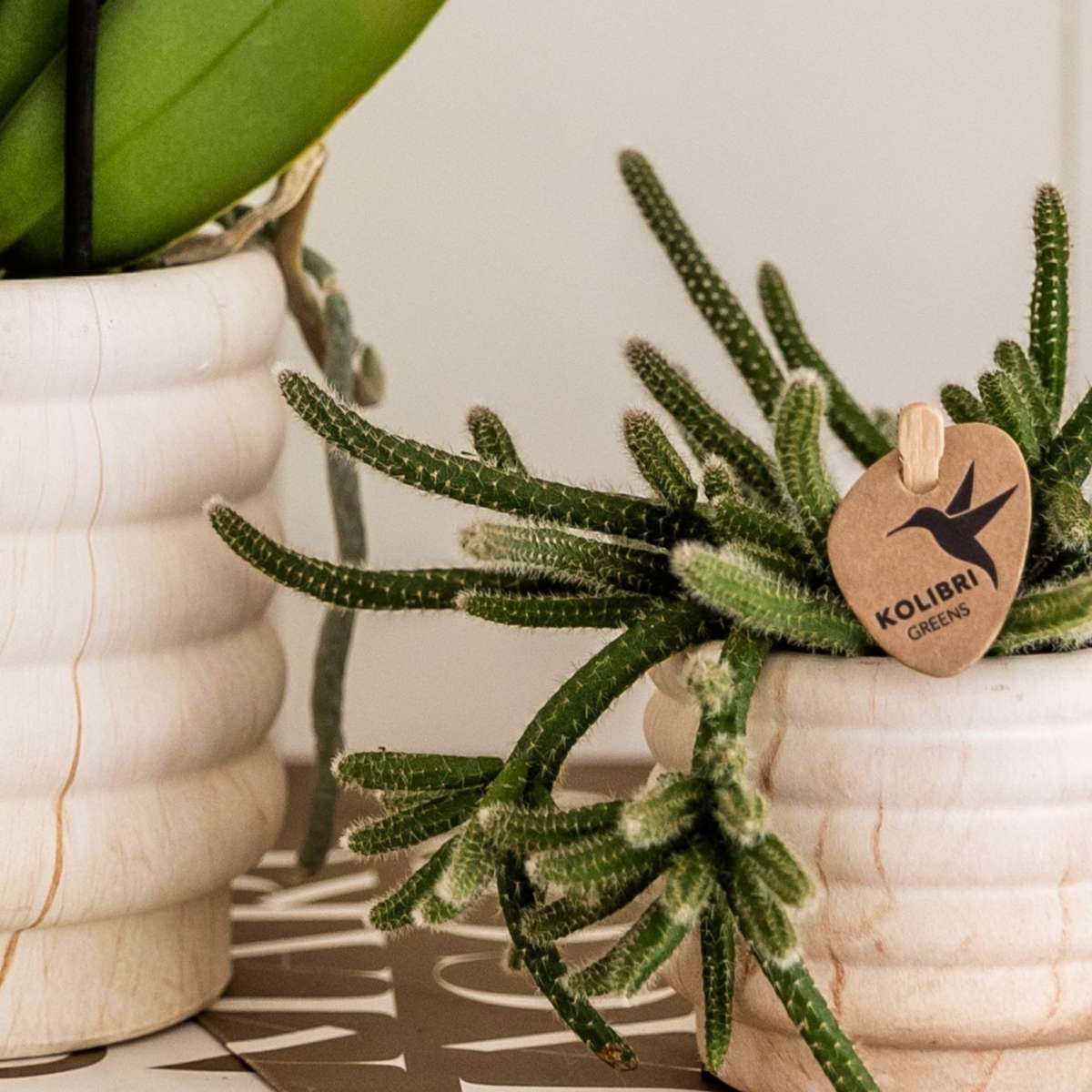 Set cadou orhidee 'Marble S' - Phalaenopsis - Înălțime 30cm