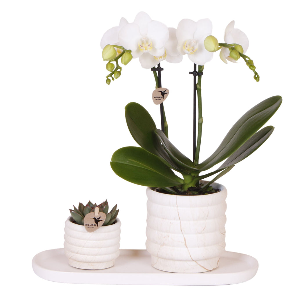 Set cadou orhidee 'Marble S' - Phalaenopsis - Înălțime 30cm