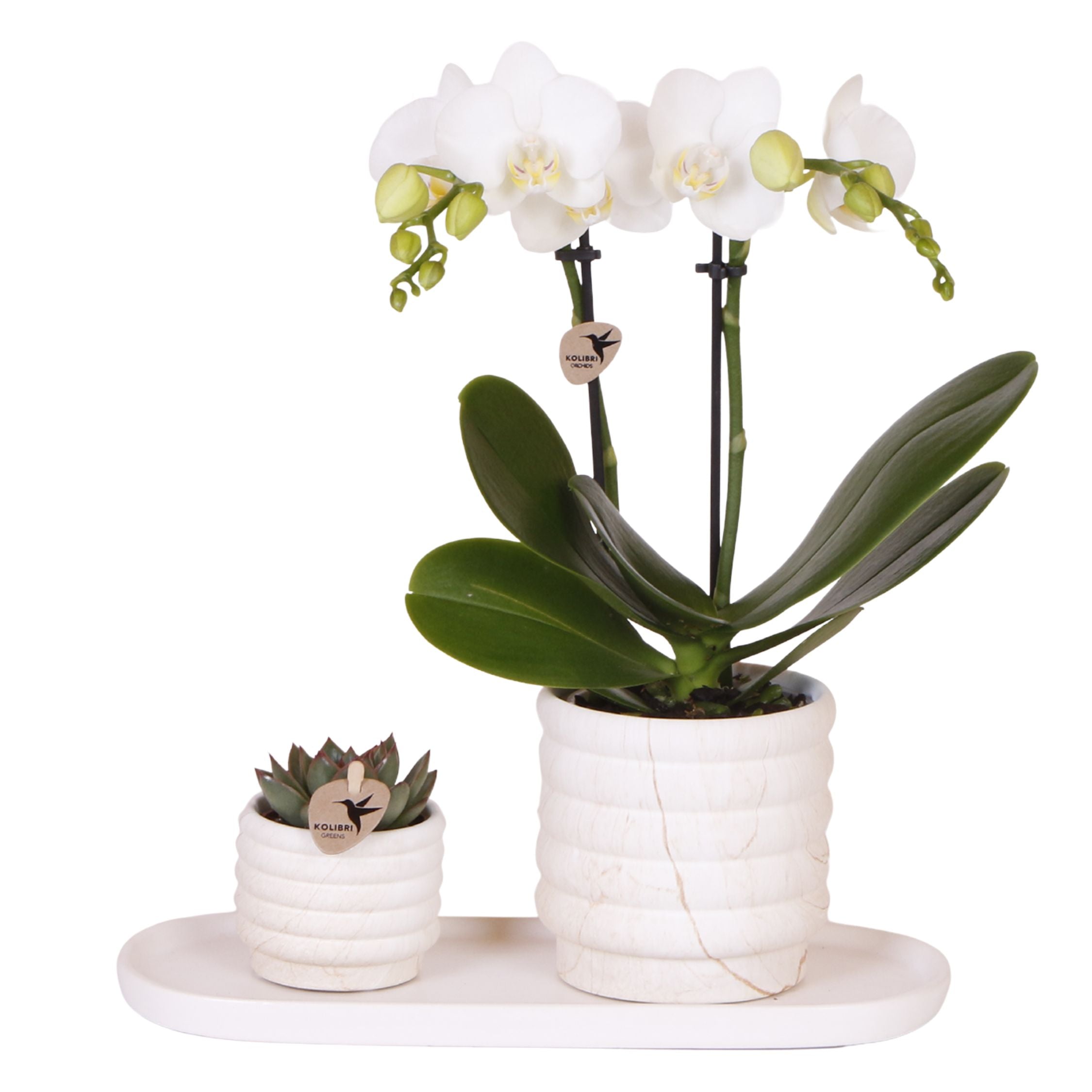 Set cadou orhidee 'Marble S' - Phalaenopsis - Înălțime 30cm