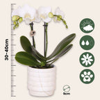 Set cadou orhidee 'Marble S' - Phalaenopsis - Înălțime 30cm