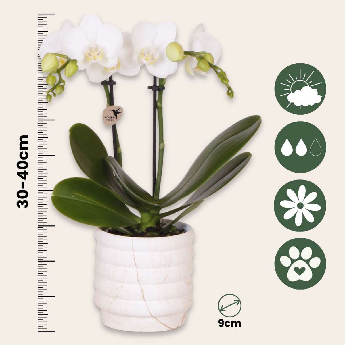 Set cadou orhidee 'Marble S' - Phalaenopsis - Înălțime 30cm