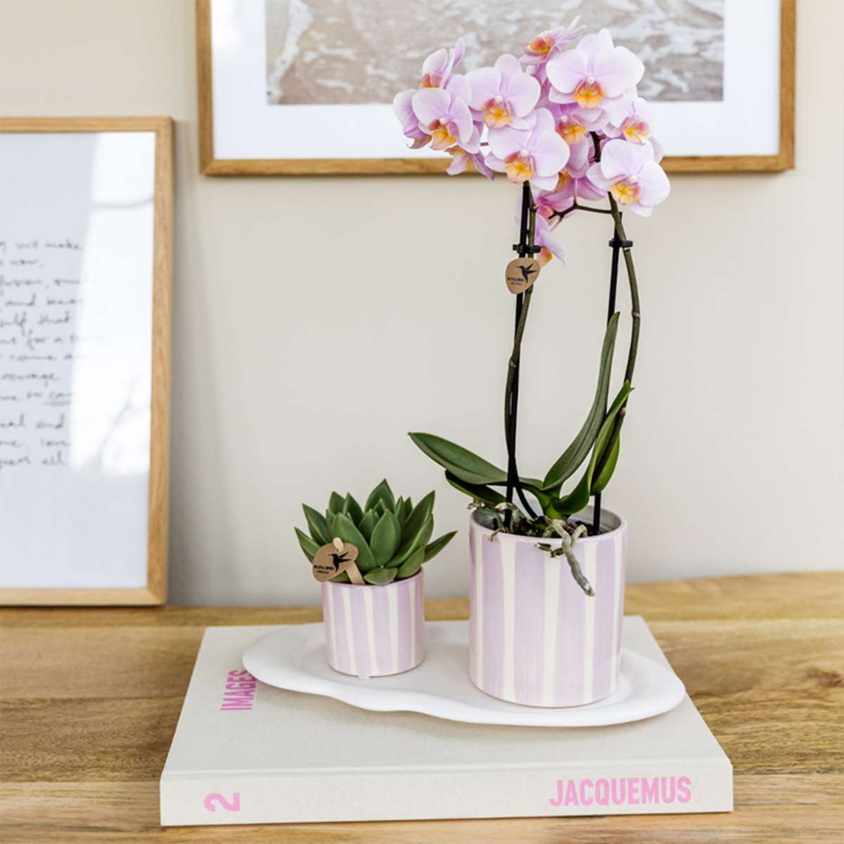 Set cadou orhidee 'Pink S' - Phalaenopsis - Înălțime 30cm