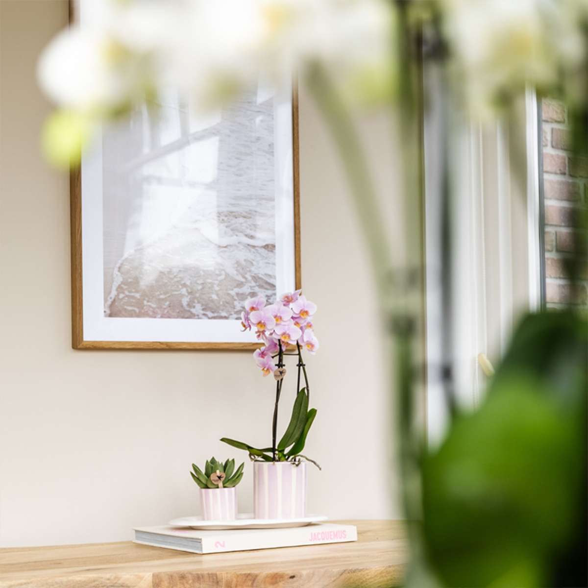 Set cadou orhidee 'Pink S' - Phalaenopsis - Înălțime 30cm