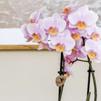 Set cadou orhidee 'Pink S' - Phalaenopsis - Înălțime 30cm