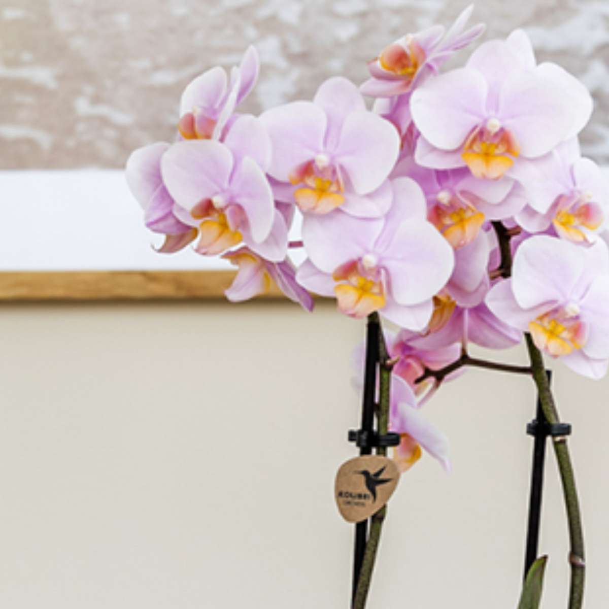 Set cadou orhidee 'Pink S' - Phalaenopsis - Înălțime 30cm